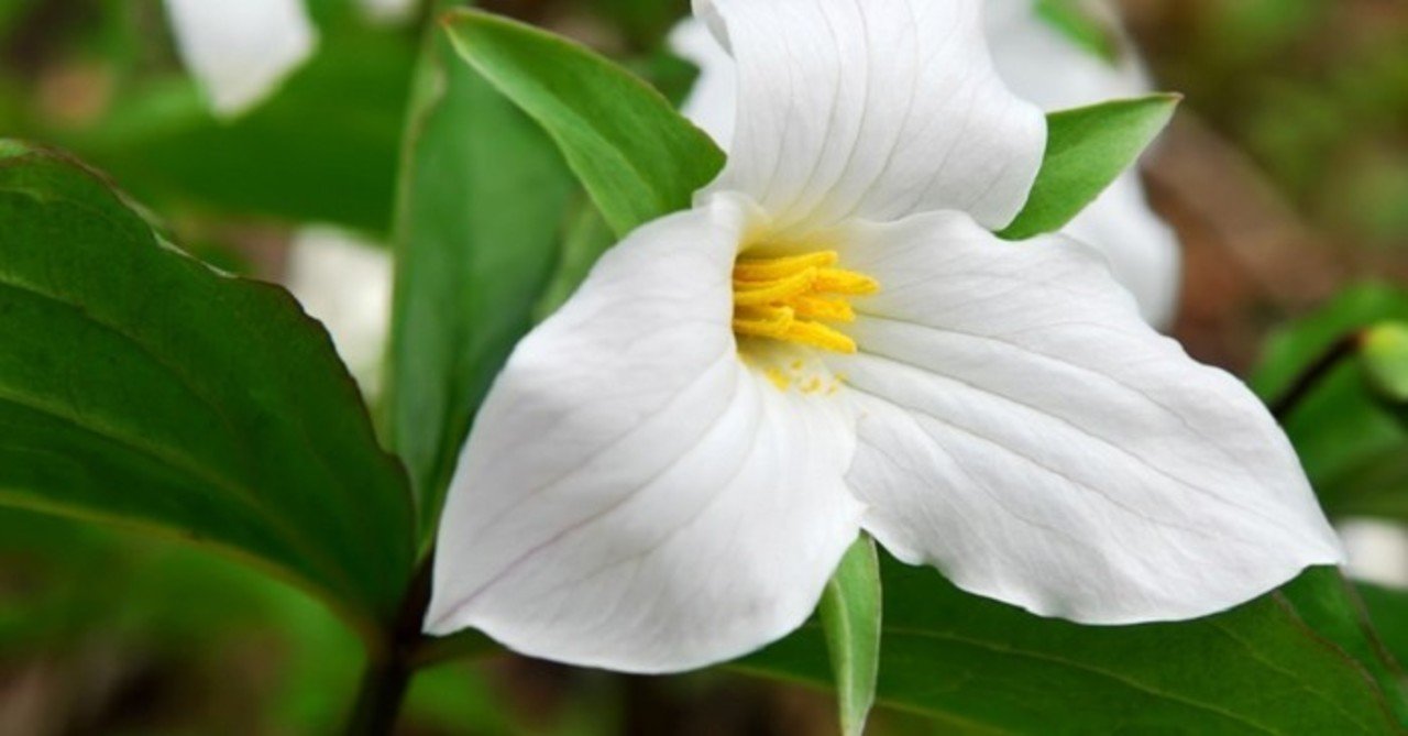 古典の知識を使って 今の日本語をちょっと解説してみる 大溝しめじ 国語教師 Note 古典の知識を使って 今の日本語をちょっと解説してみる 大溝しめじ 国語教師 Note