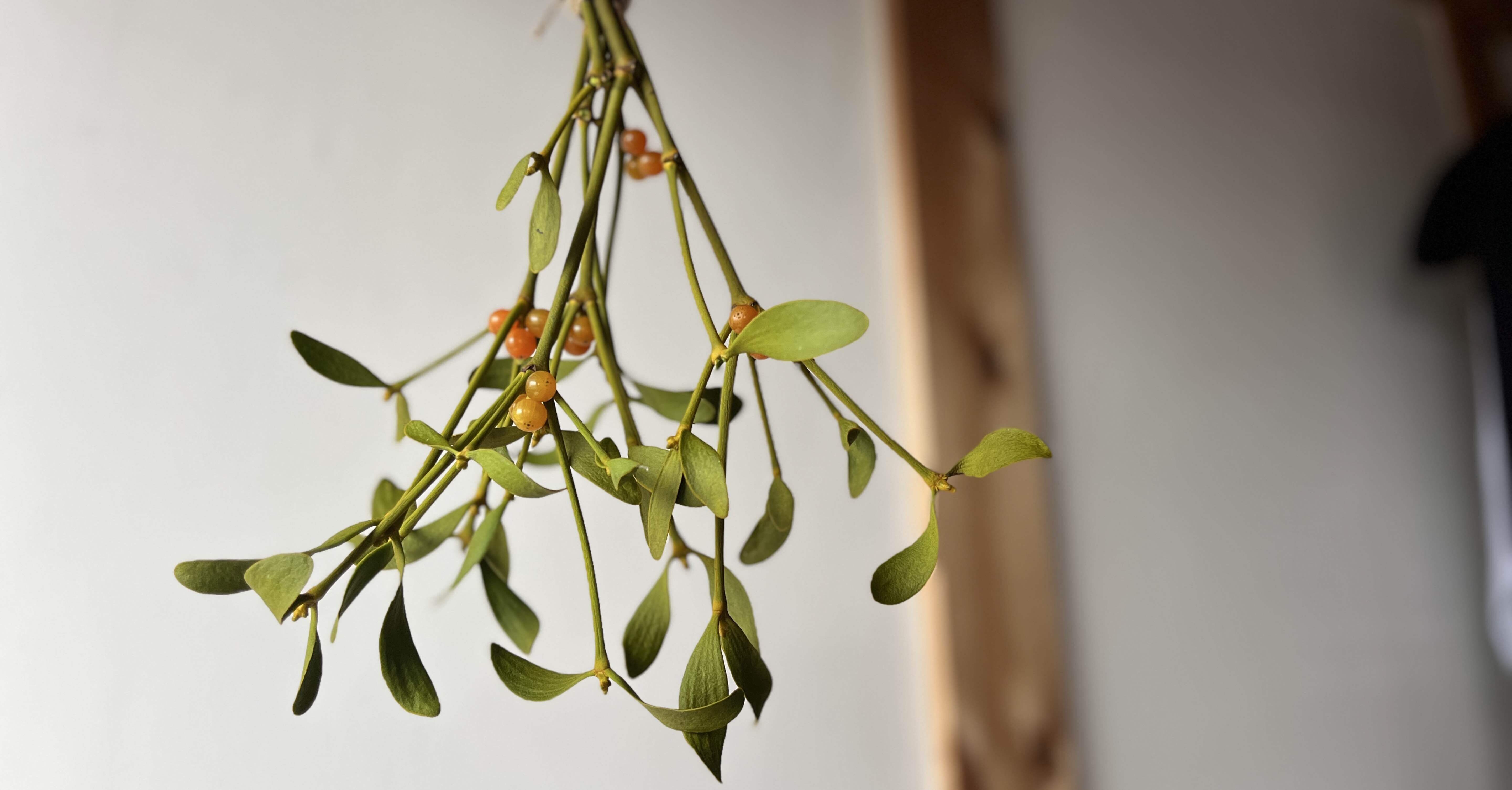 ヤドリギに惹かれて｜Green Letters