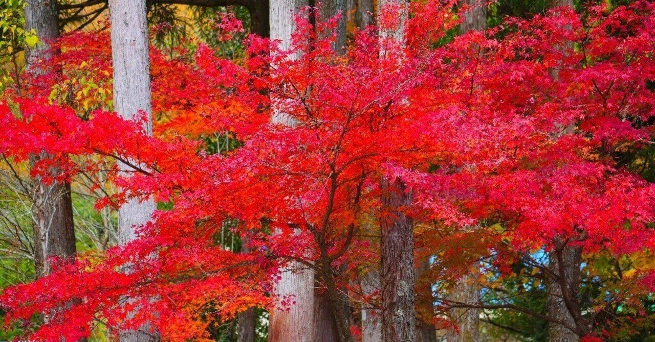 もみじ狩り行きました。｜z120