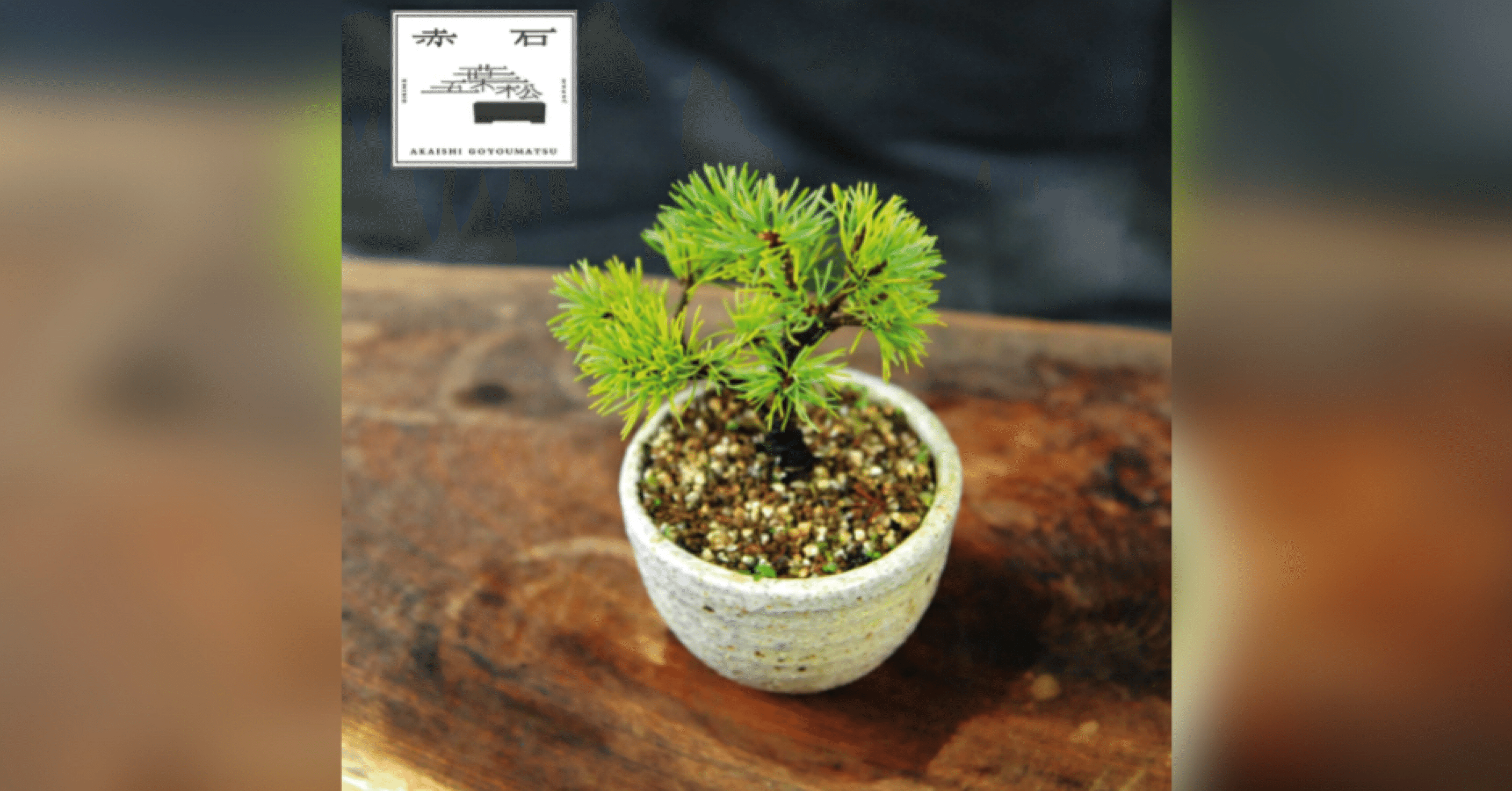 ふるさと納税リサーチ】四国中央市の“赤石五葉松（鉢植え）F-145”を