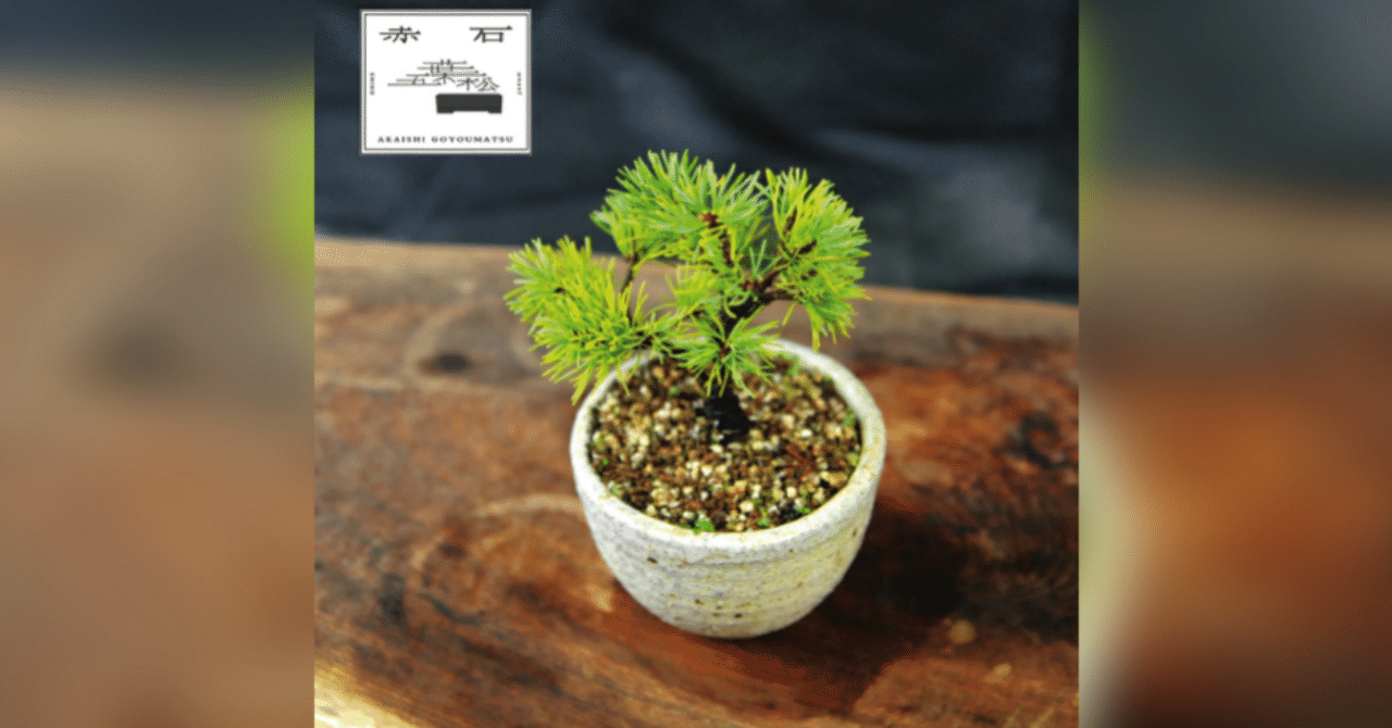 ふるさと納税リサーチ】四国中央市の“赤石五葉松（鉢植え）F-145”を