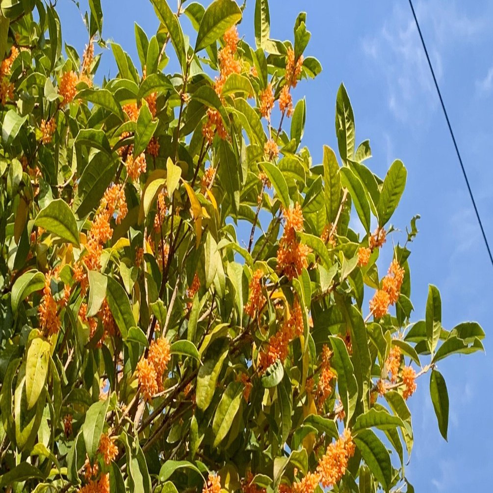 データの密度を可視化する｜Almond Fish（小酒井基文）