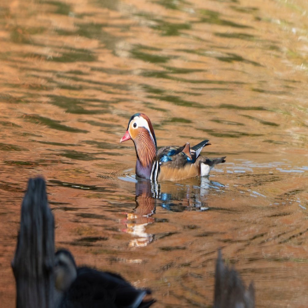 冬鳥が帰ってきたんだってよ！｜METAL