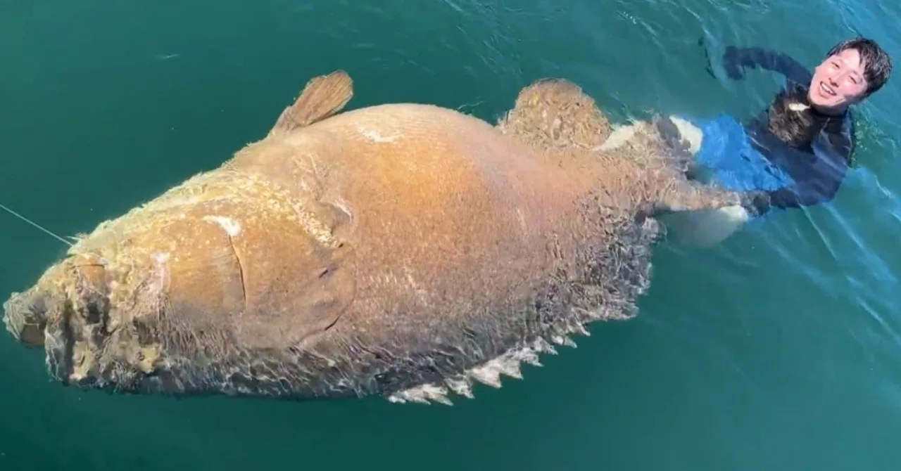 巨大魚 本当に出た！推定500ポンド！フロリダでモンスター級巨大魚と壮絶な
