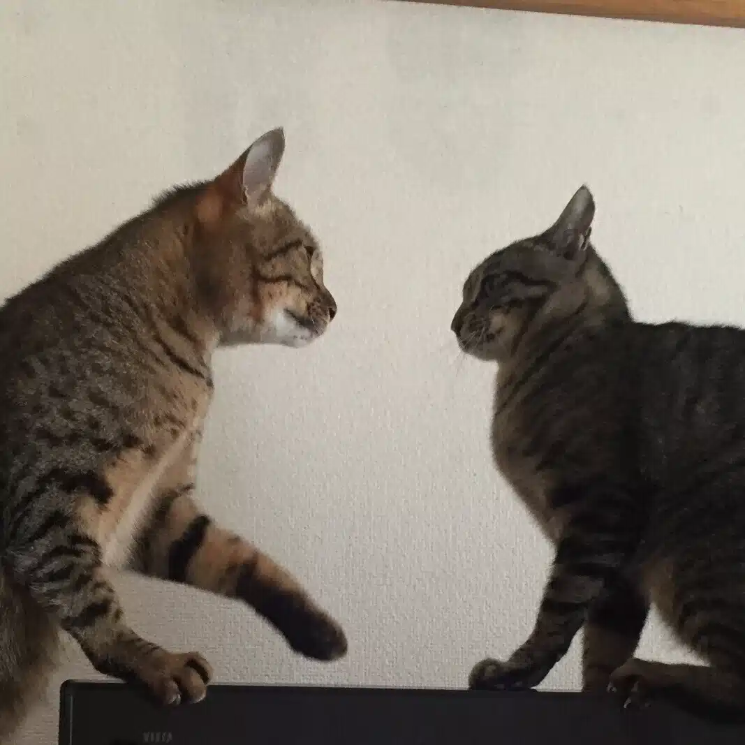 沖縄の猫飼い