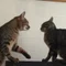 沖縄の猫飼い