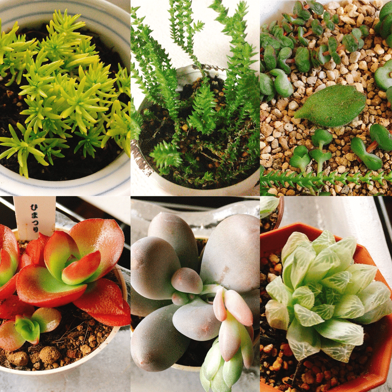 我が家の植物記録 各論 多肉植物 分類 るり子 Note 我が家の植物記録 各論 多肉植物 分類 るり子 Note