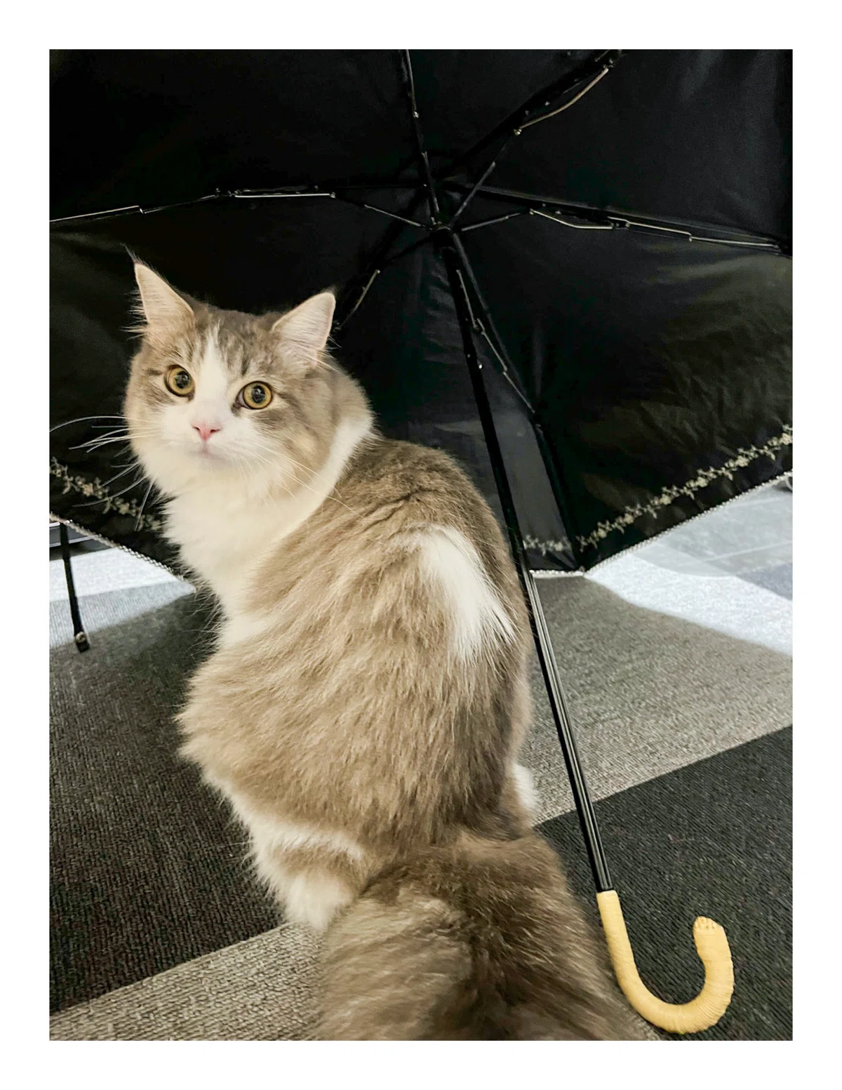 Smartphone or Digital Camera? [Photographing Cats]｜Tool.YSD