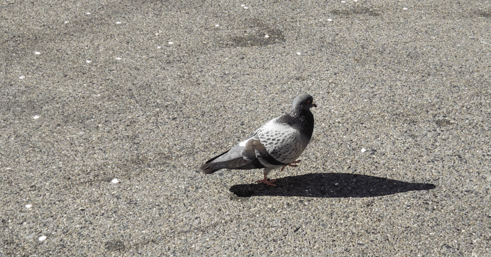 道端の鳩ぽっぽ｜梅吉