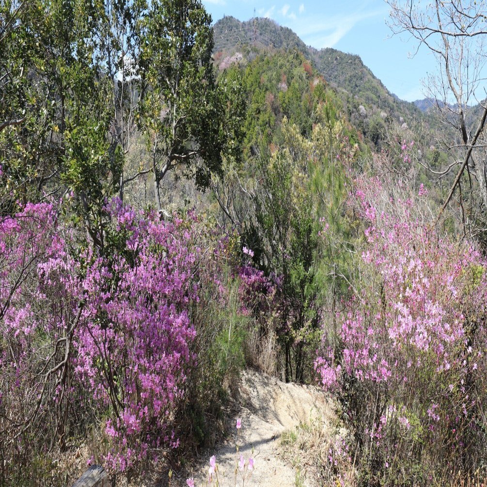 172．貝原益軒が花麗しとした紫ツツジ｜sasayan