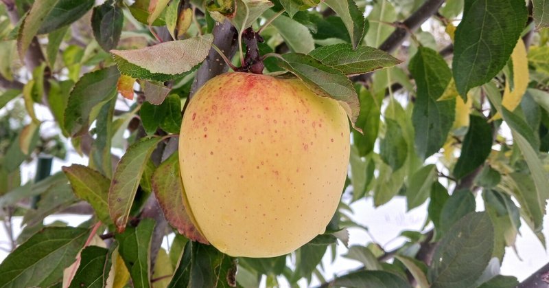 りんご品種図鑑~はるか~