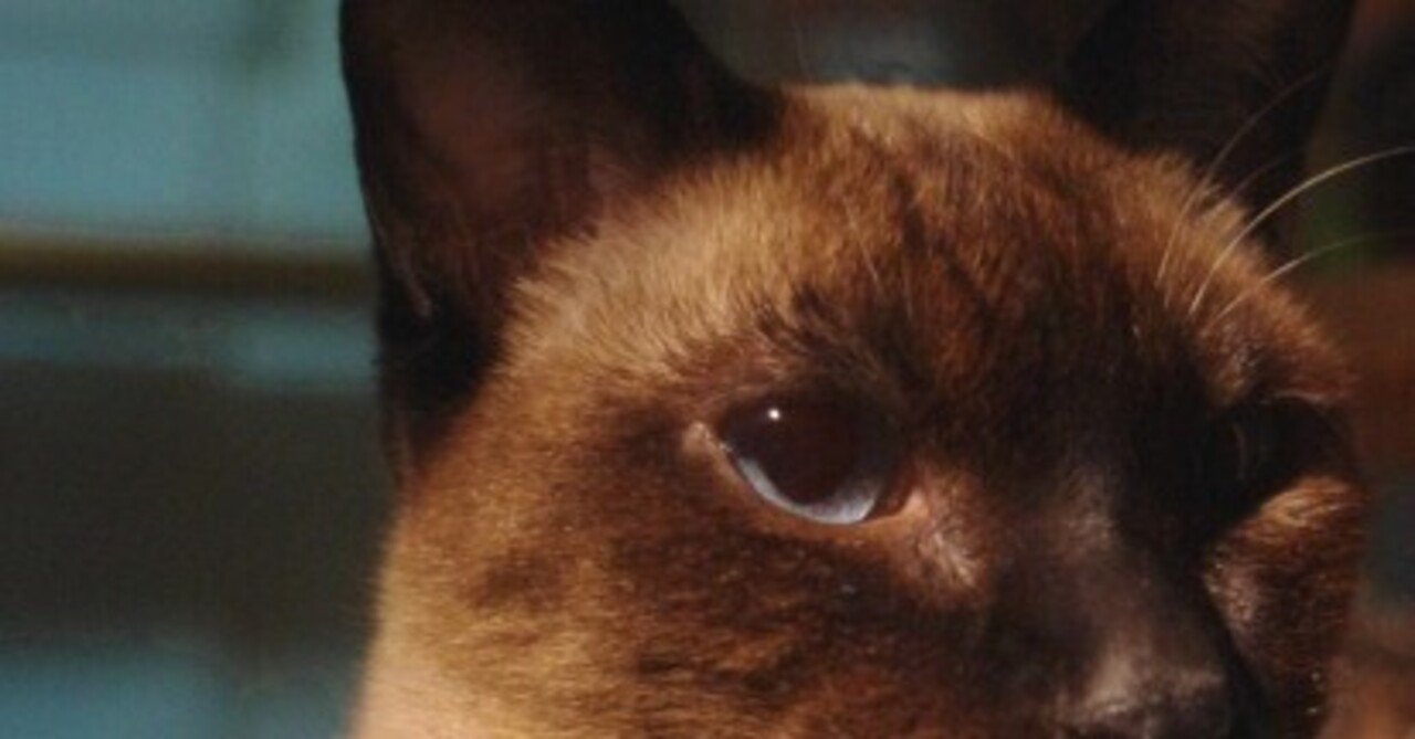 サイアミーズ （ シャム、シールポイント ）｜トトなどのフォト