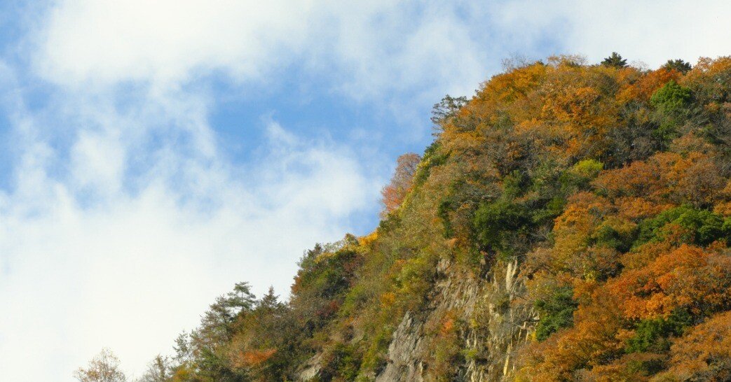 紅葉｜くまかめら