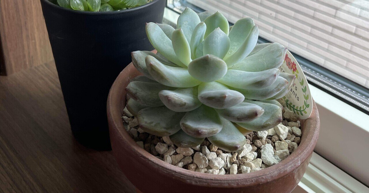 前回の続き】芽が出ない葉挿しと、冬越しで気づいた「2つの変化