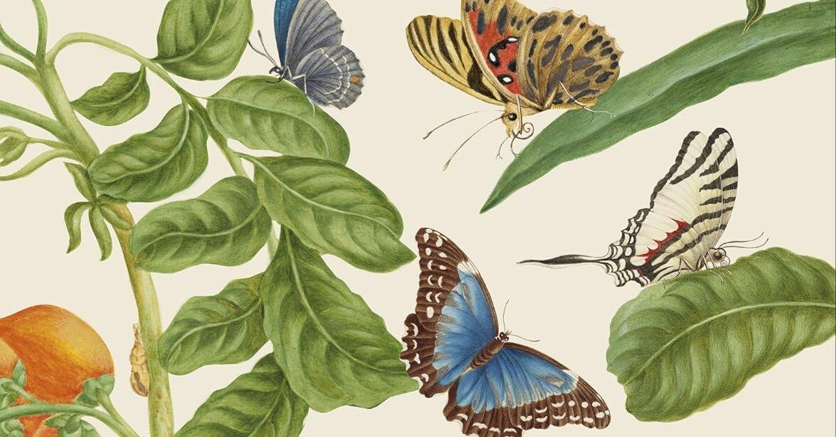 100日のアートブック 59日目 「マリア・シビラ・メーリアン作品集