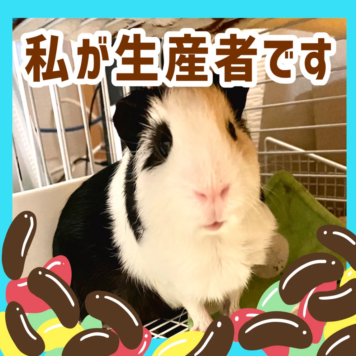 私が生産しましたイラスト配布｜Licht／小野りひと:モルモット