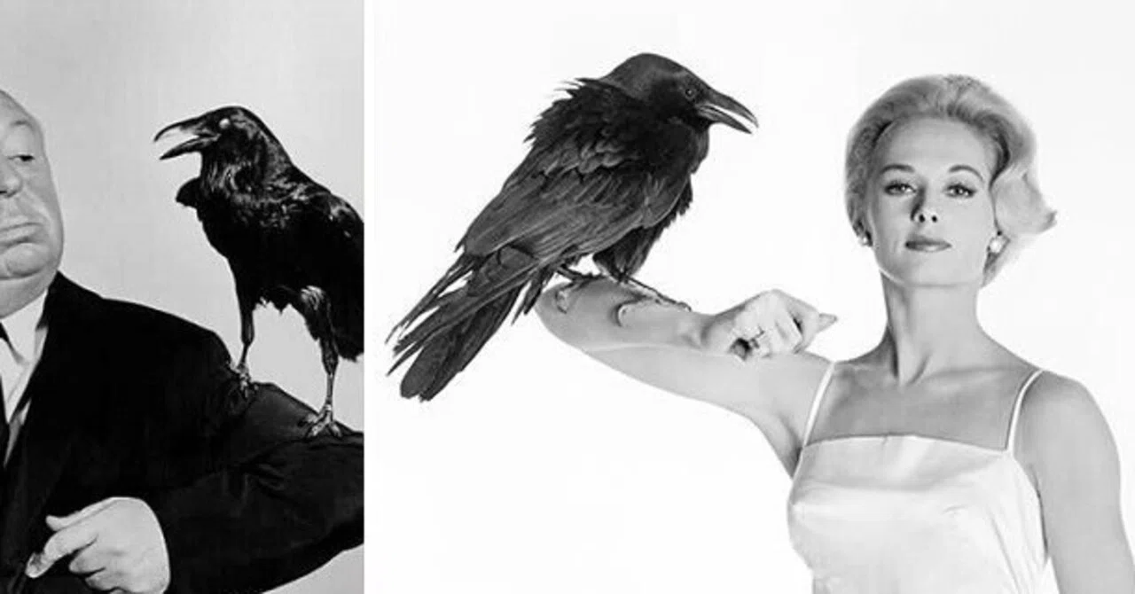 ヒッチコックの『鳥』、なぜ凄いのか！｜津田ゆうじ
