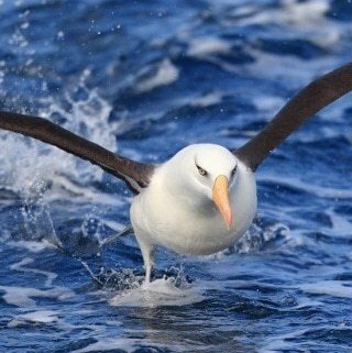 第936回 アルバトロス 翆野 大地 Note