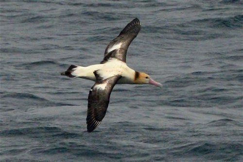 第936回 アルバトロス 翆野 大地 Note