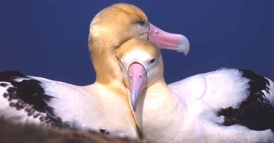 第936回 アルバトロス 翆野 大地 Note