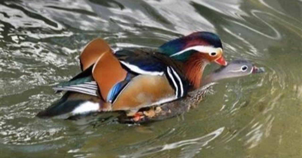 第937回 オシドリ(8回目)の真実｜翆野 大地