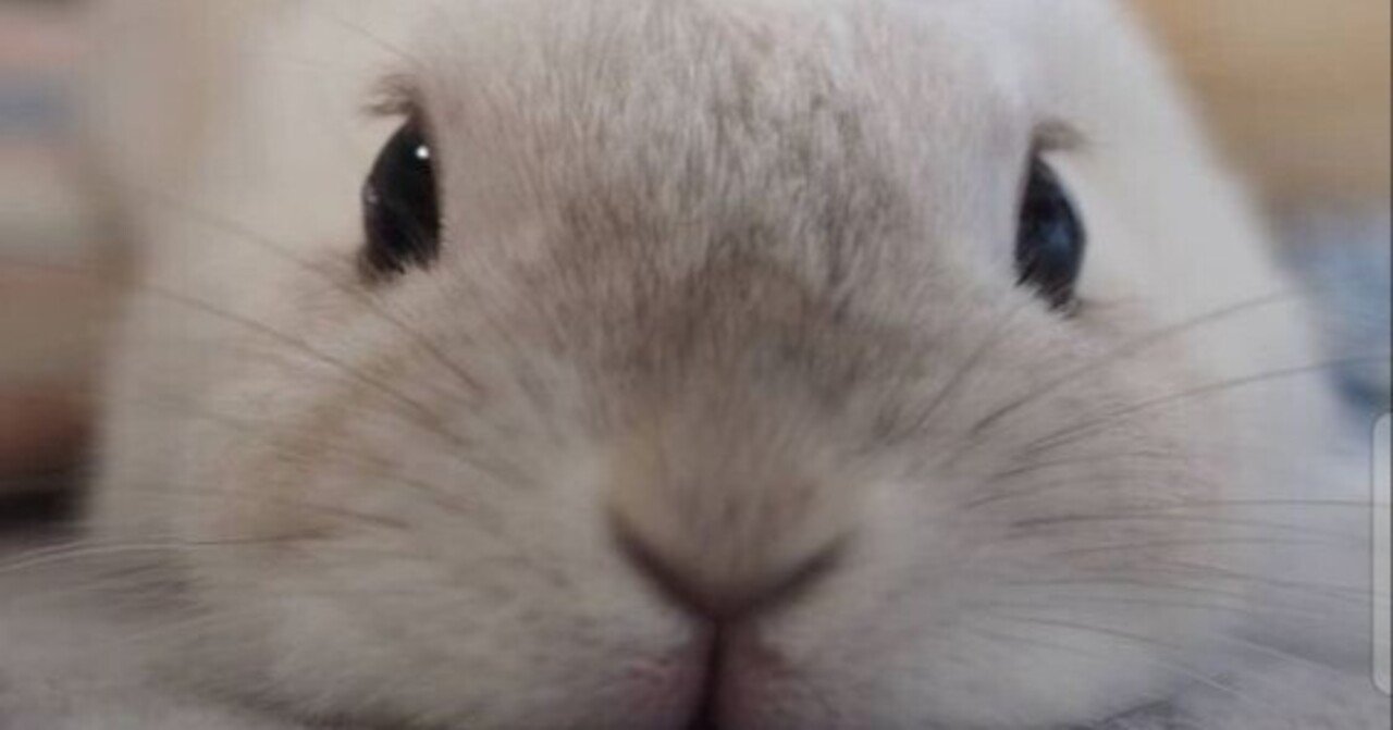 エプスタインとビットコインのつながり❣️🐸🍿｜Puku✨🌸🐰🌸✨QAJF✨✨✨