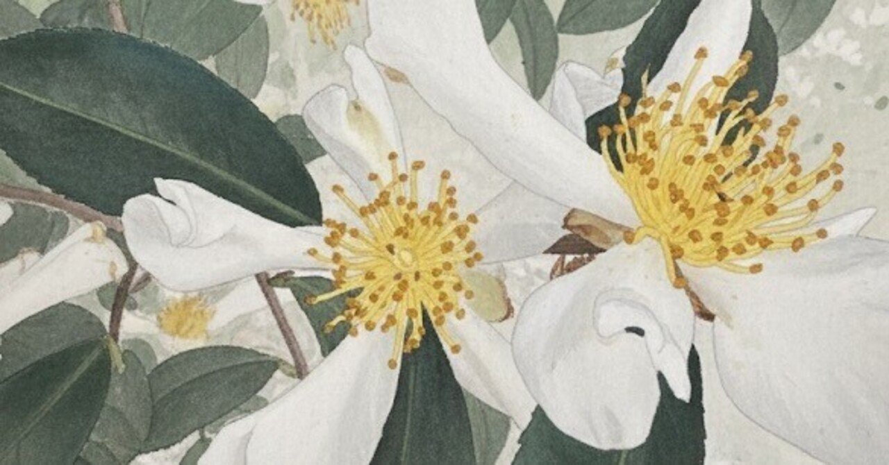 散歩道 散歩道で見かけた白いサザンカの花｜H.Nicky