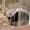 動物の未来