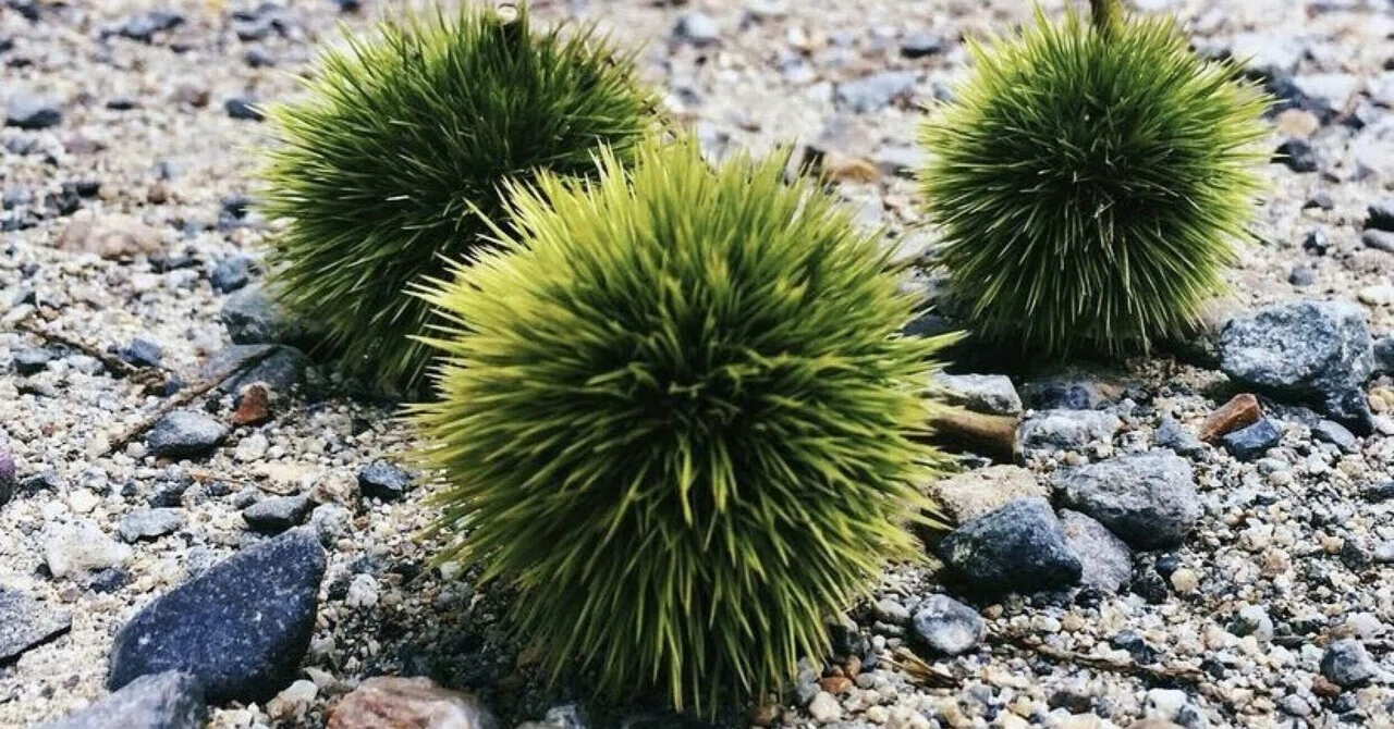 ウニとクラゲ、栗と花火？人には何が残り、何が消えるだろう。｜いろ