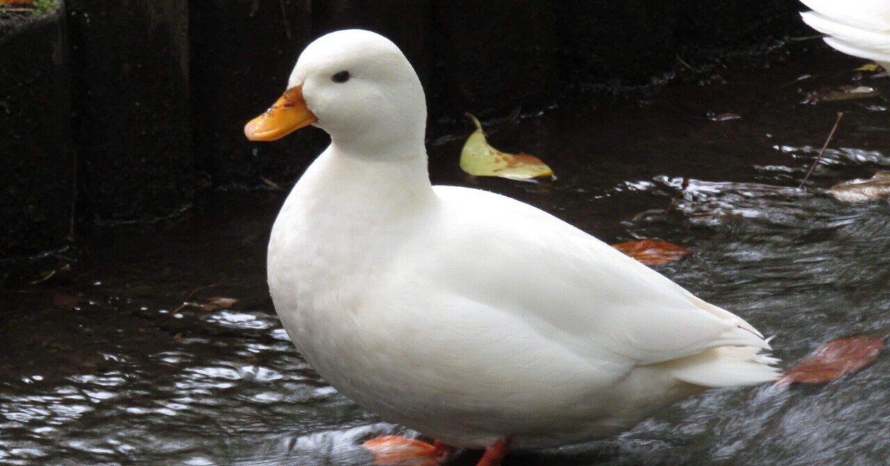 Vol.1 投資初心者必見 NASDAQってなんの略？｜概要を3分で要点4つに絞ってわかりやすく解説「ナスダック ってよく聞くけど…結局なんの略？」そんな疑問、今日でスッキリさせよう。｜masutaka