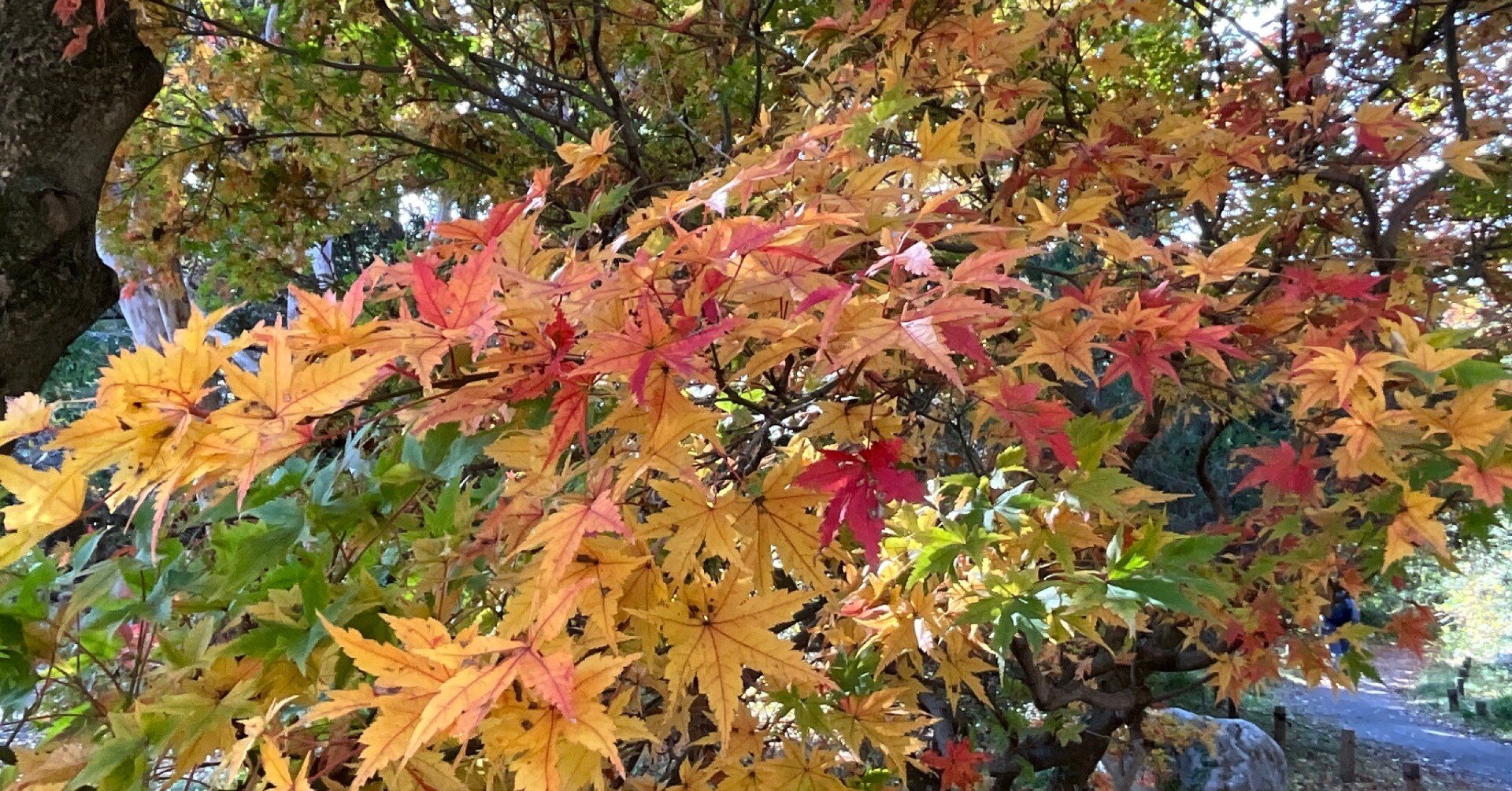 ヤマモミジなどの紅葉（京都府立植物園）：2025年11月20日（木）｜藤井