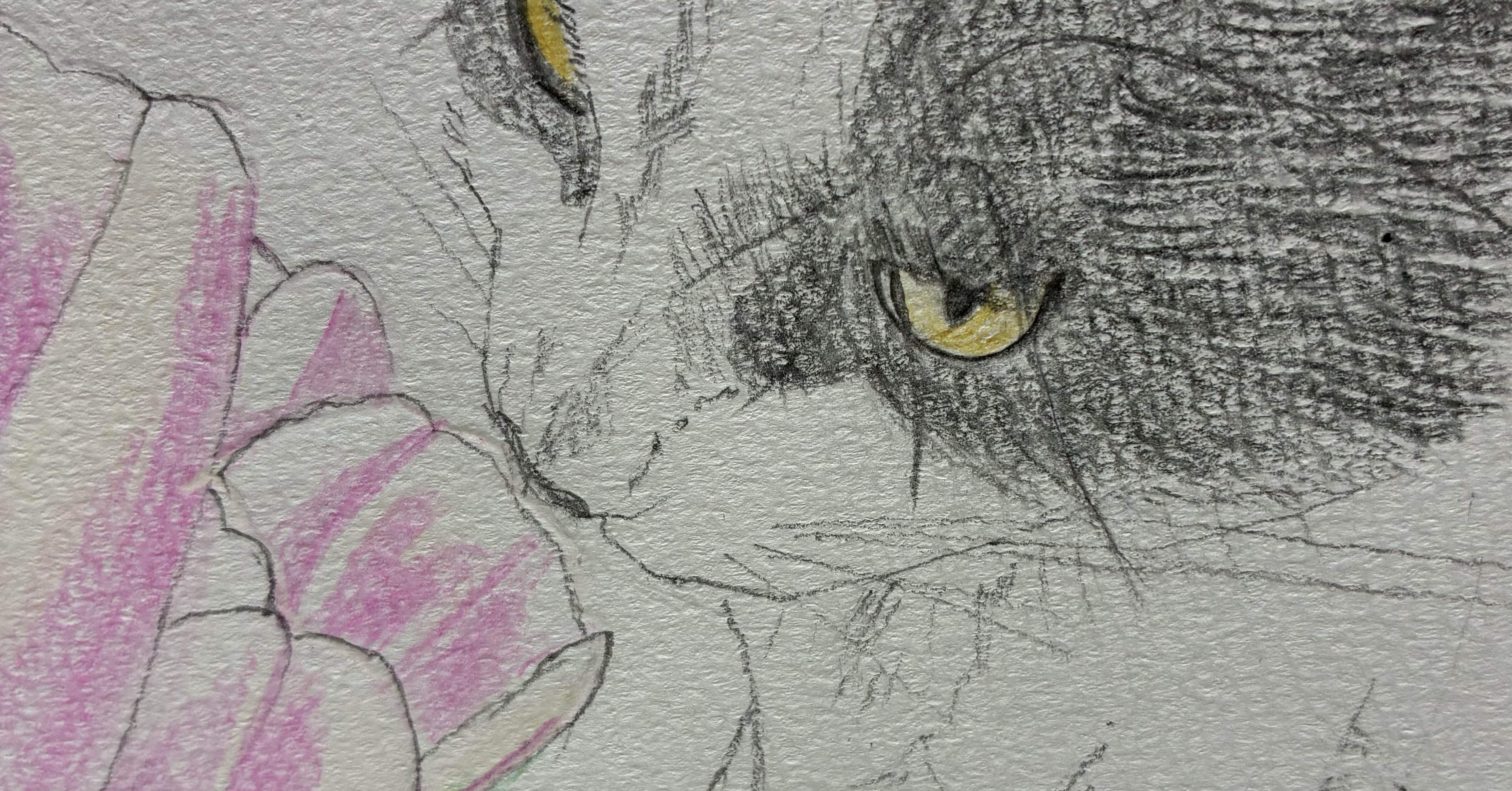 猫の色鉛筆画（3）です。｜まる