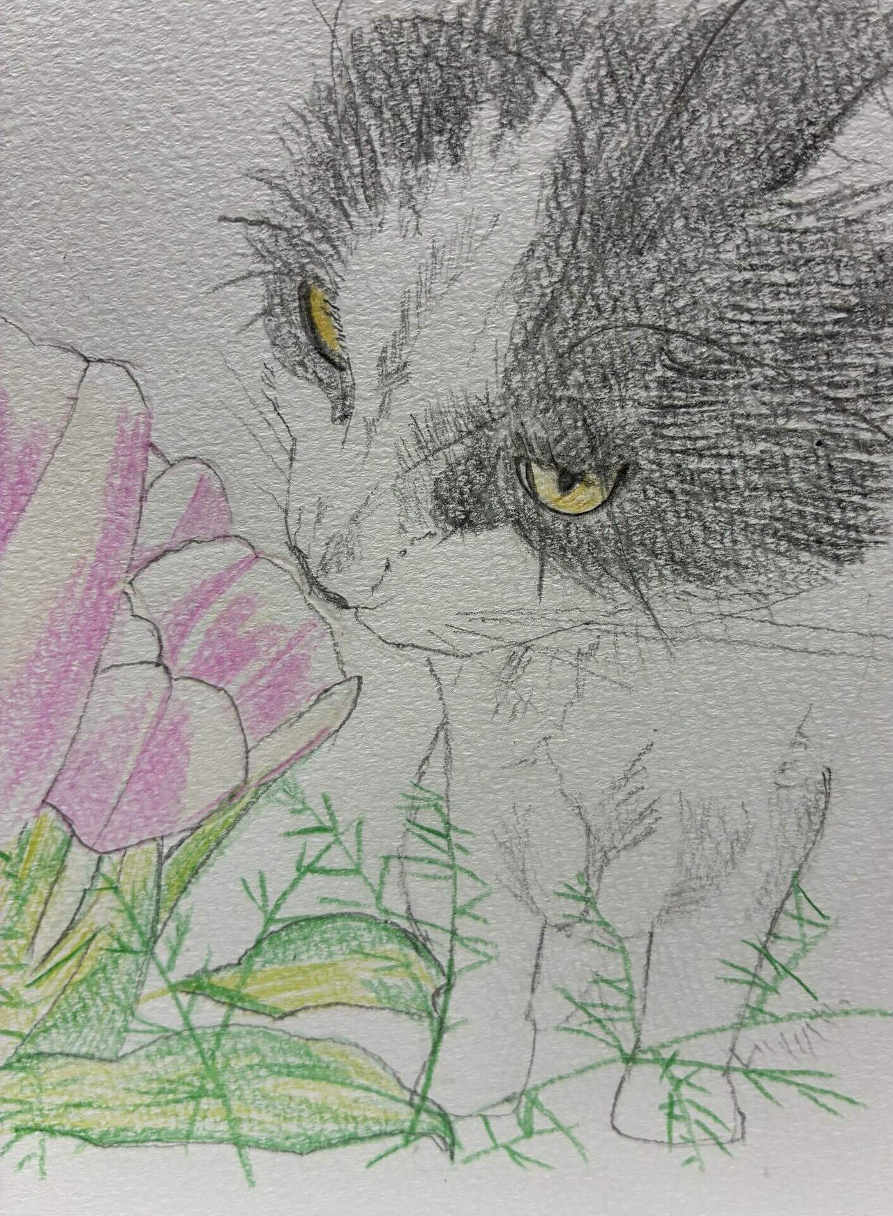 猫の色鉛筆画（3）です。｜まる
