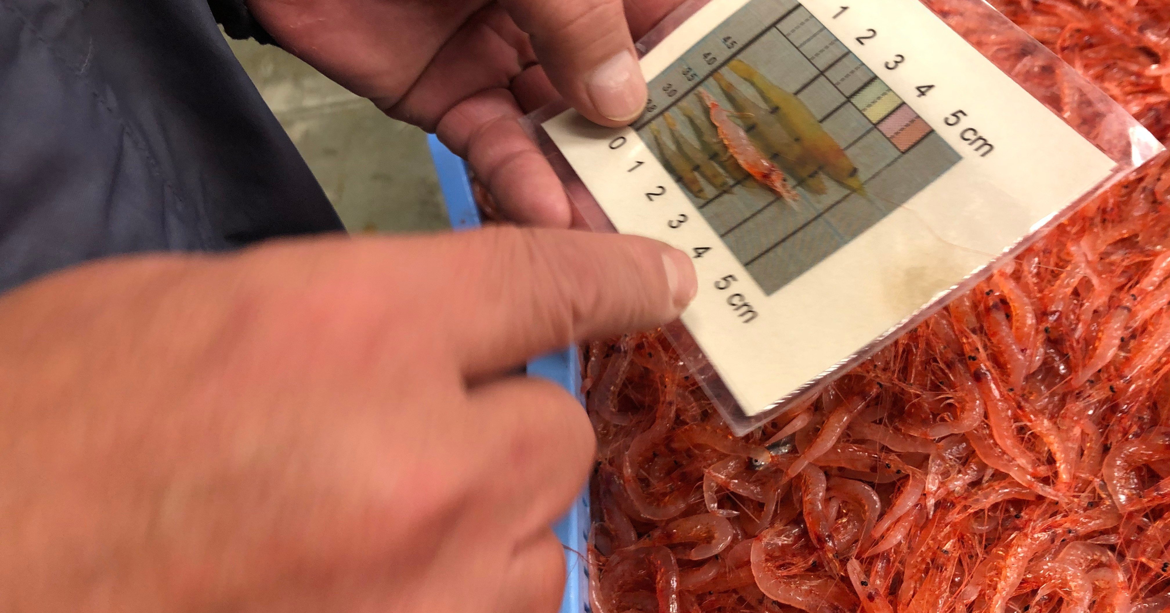 桜えびを 調べる 静岡ヤママル Note