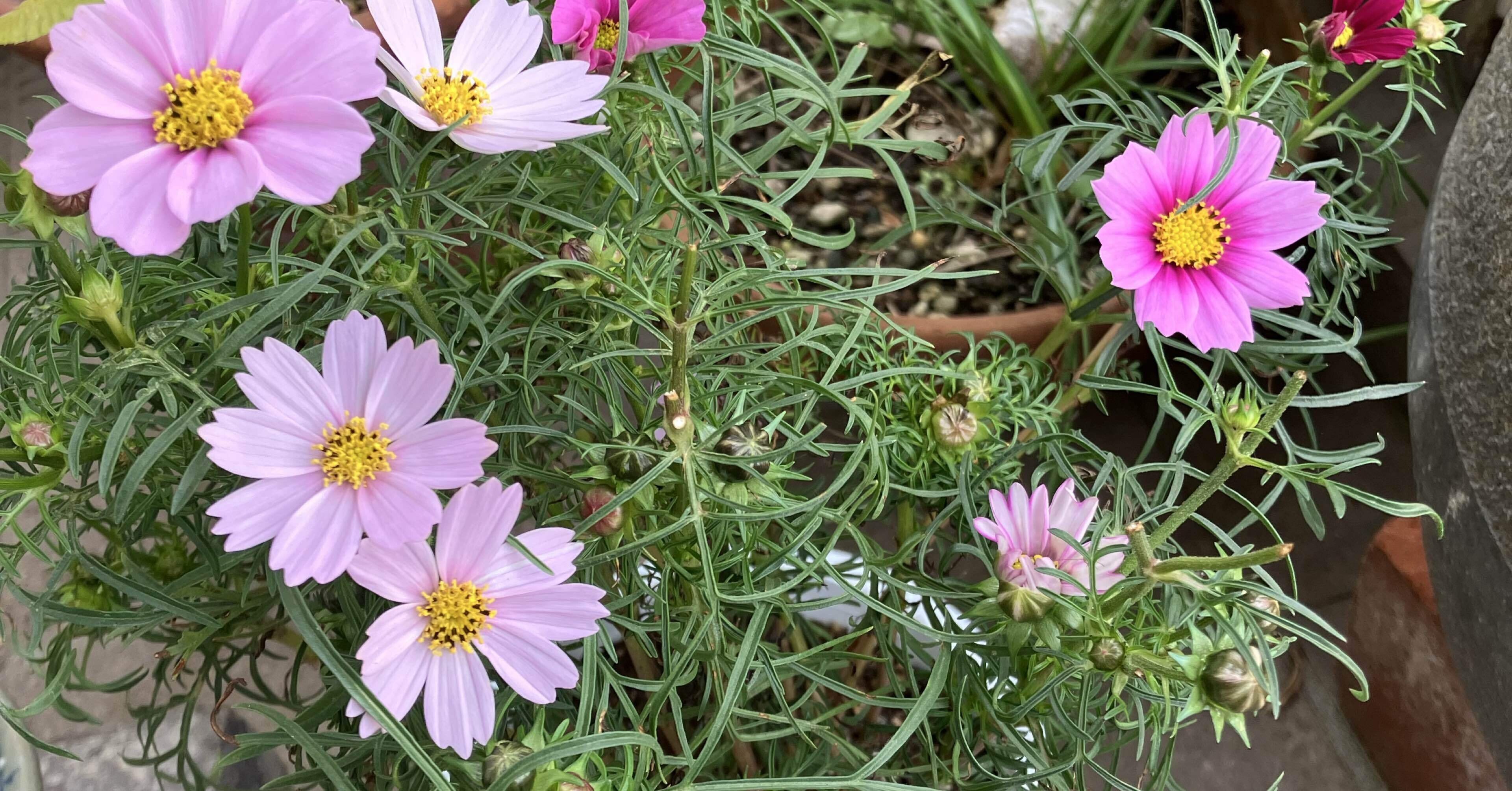 コスモス part②｜ばぁびぃ ‖ 元保育士・子育て支援