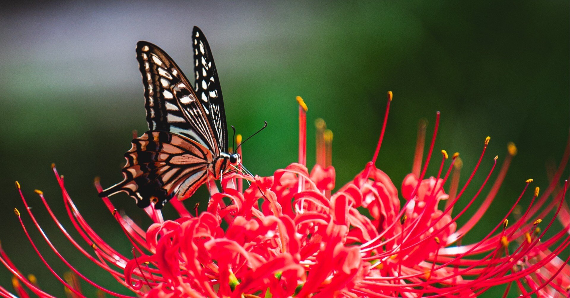 作例あり】NIKKOR Z 70-200mm f/2.8 VR Sの最高峰の写りと手放したい