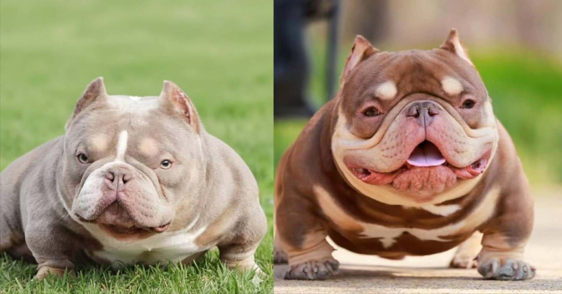 海外で人気のエキゾチックブリーカラー｜Iori Kennel