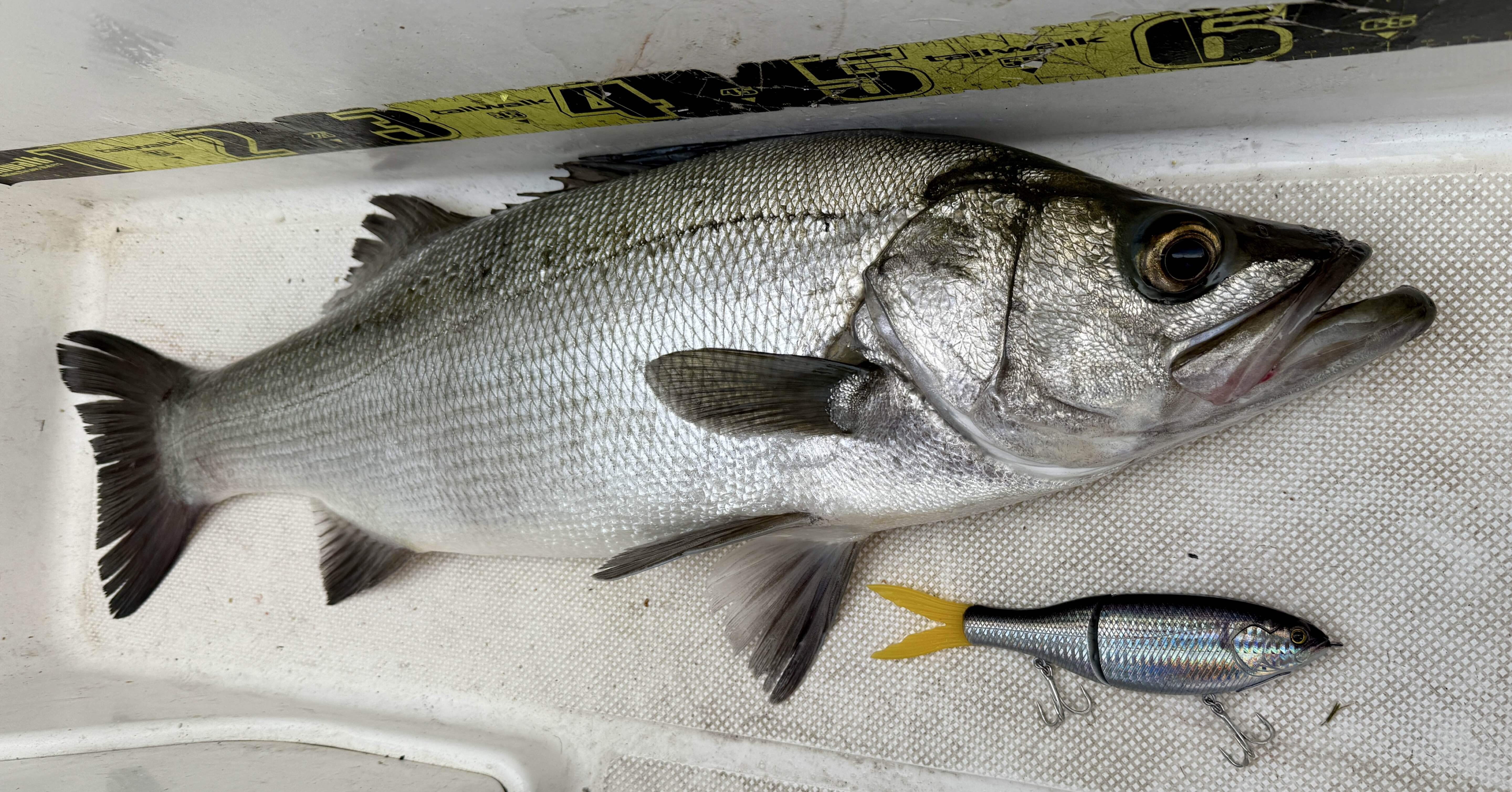 沢山釣れたけどビッグベイトは少しだけ（25/11/20）｜teruki1997