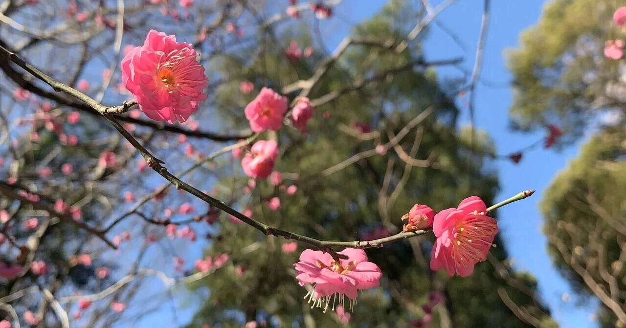 木花咲耶姫命（このはなさくやひめ）――日本神話に咲く桜花の女神