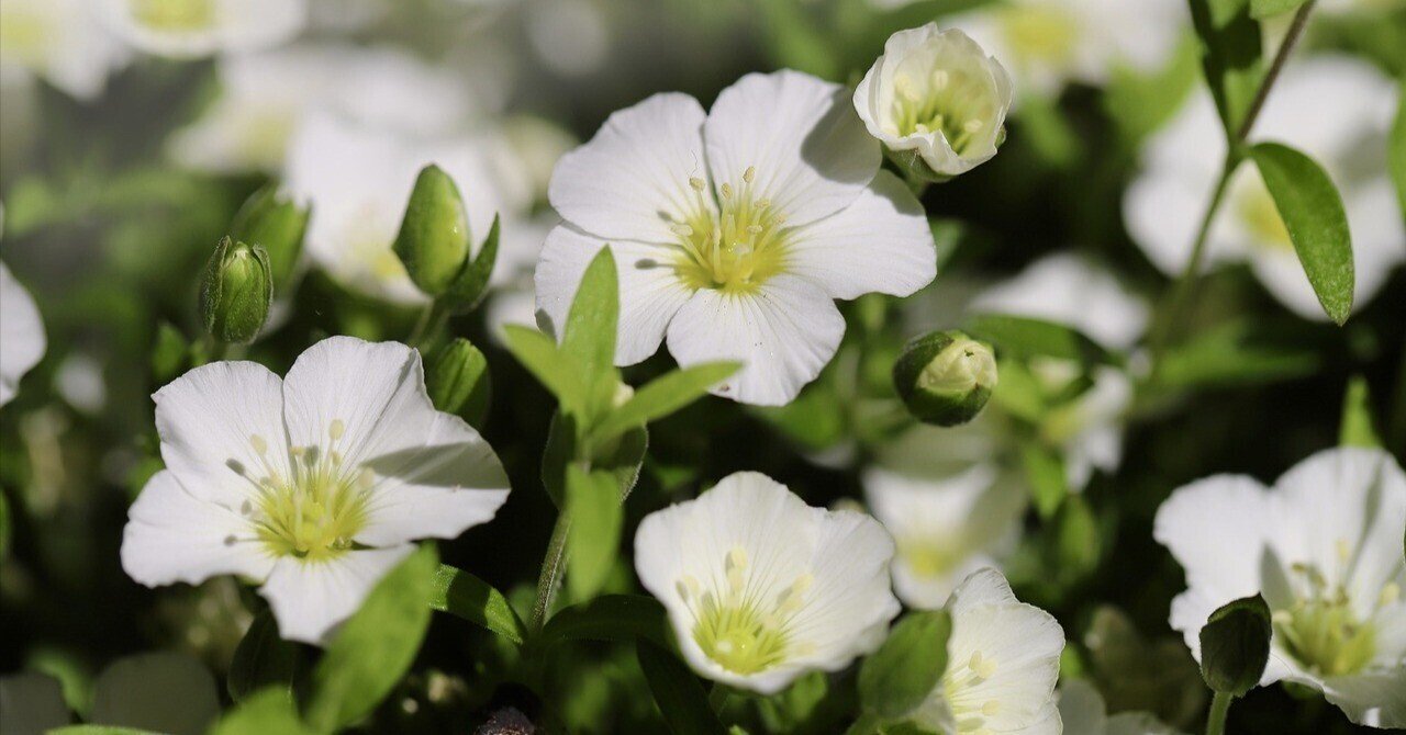 アレナリア アレナリア | 岩間に咲く、小さき花々の可憐な集い｜Fioria｜花と