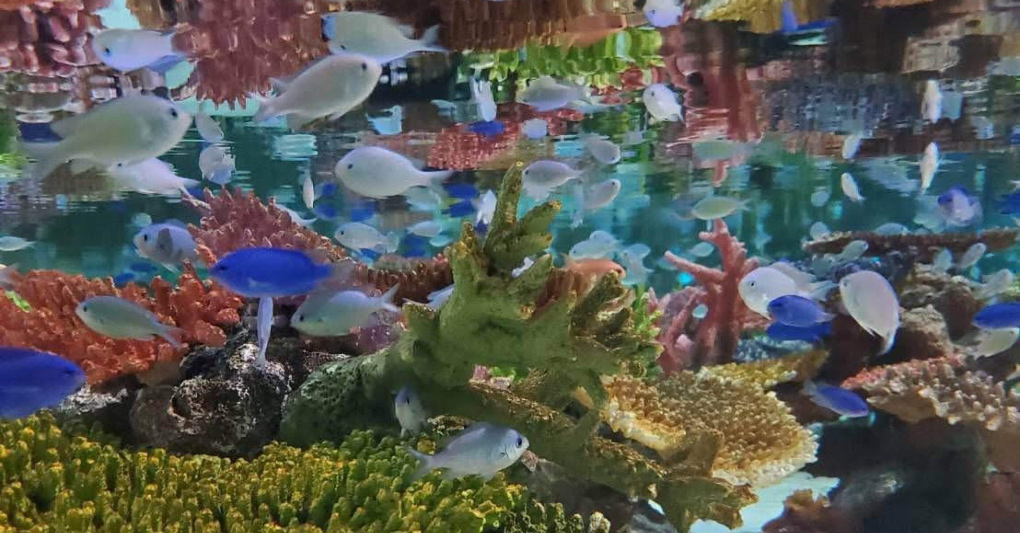 僕も「沖縄の珊瑚礁」のような、安全地帯をつくることを使命として働い