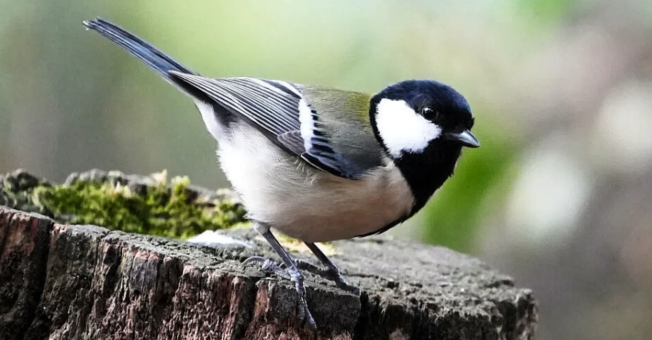鳥の言葉は君にもわかる 世界で初めて「シジュウカラ語」を解明した