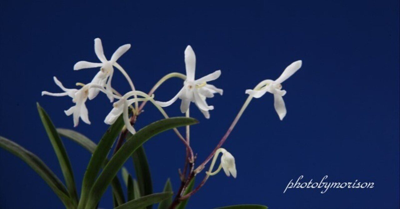 富貴蘭「青御影」の花(過去の画像倉庫から)｜KJ Morison