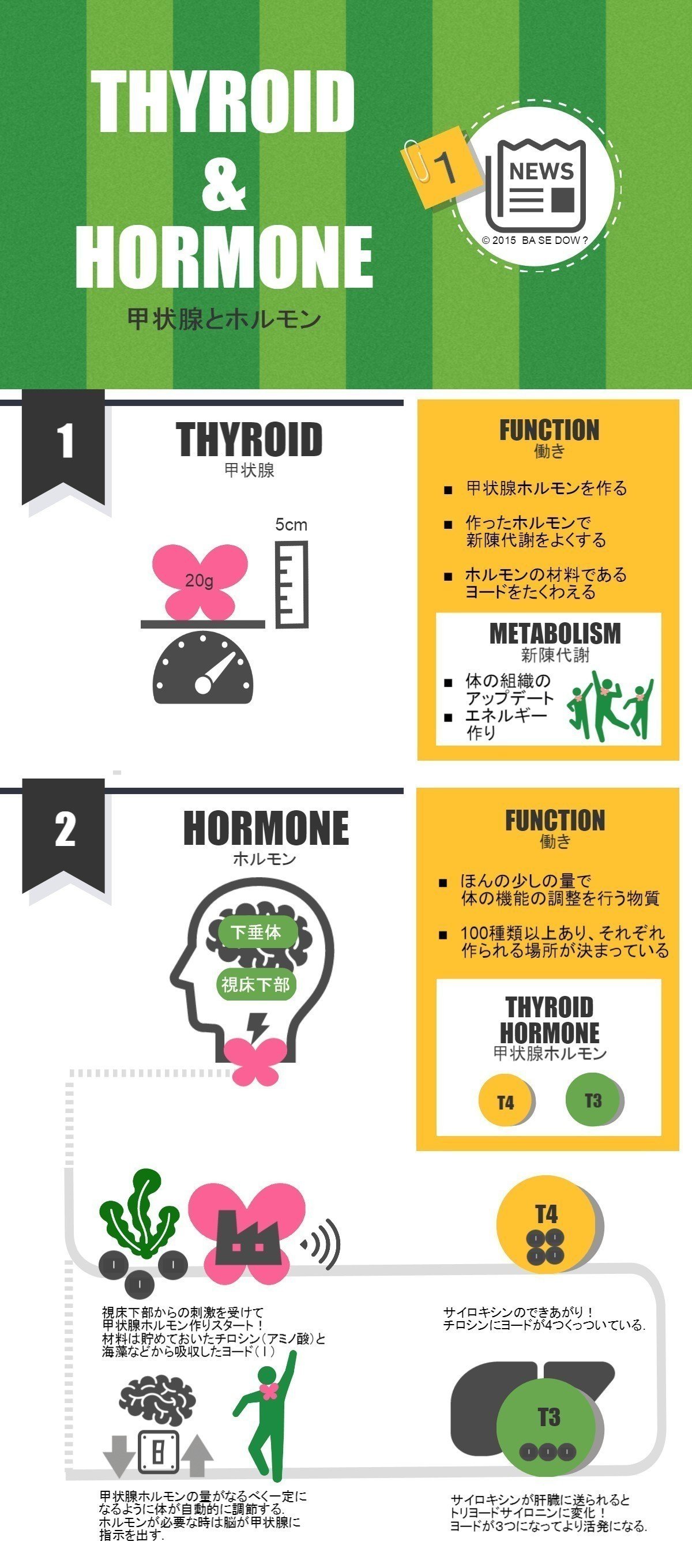 甲状腺とホルモン