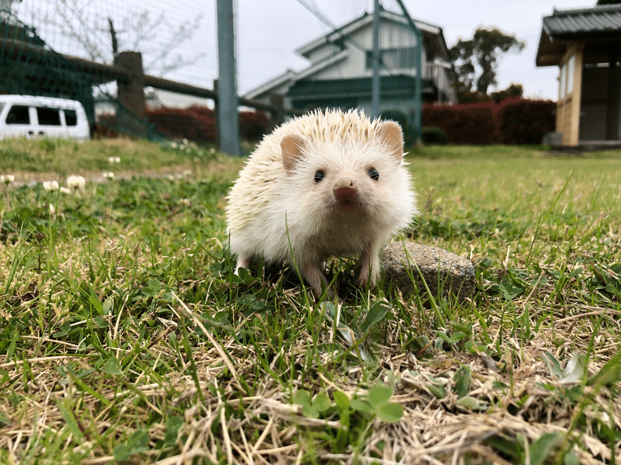ハリネズミ 飼うか悩んでる人に一度読んでもらいたい Nana Note ハリネズミ 飼うか悩んでる人に一度読んでもらいたい Nana Note