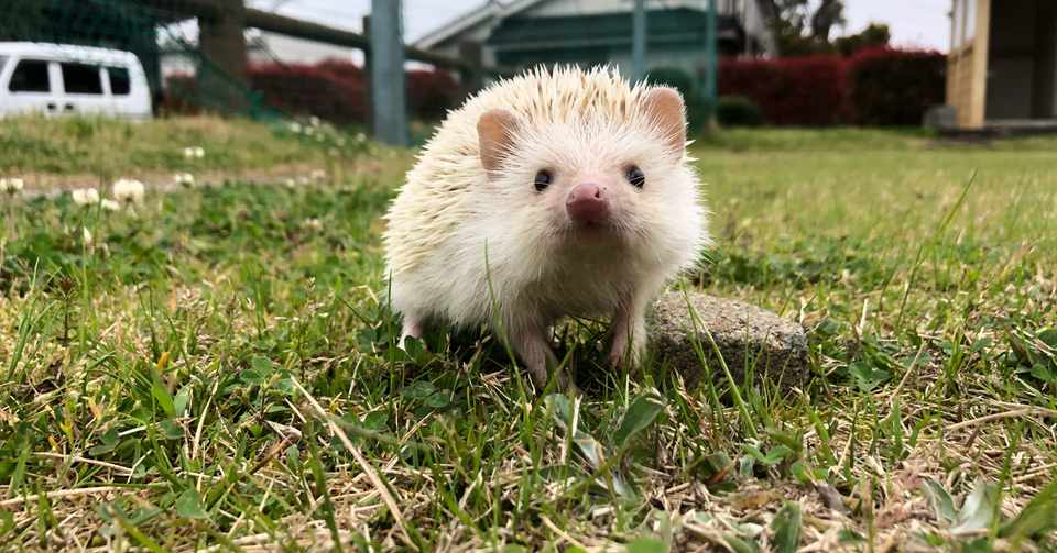 ハリネズミ 飼うか悩んでる人に一度読んでもらいたい Nana Note
