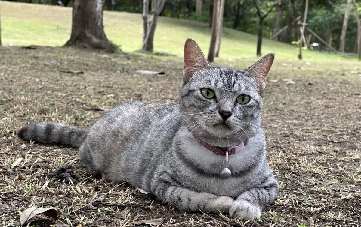 タイの公園のネコ