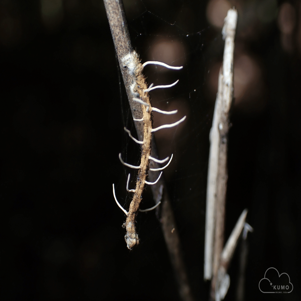 9/27 冬虫夏草オフ会｜くもさん
