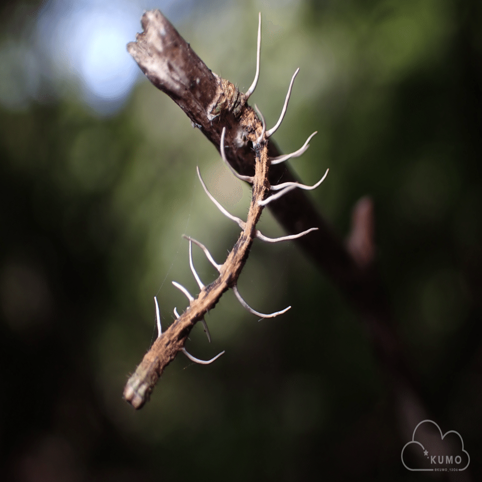 9/27 冬虫夏草オフ会｜くもさん