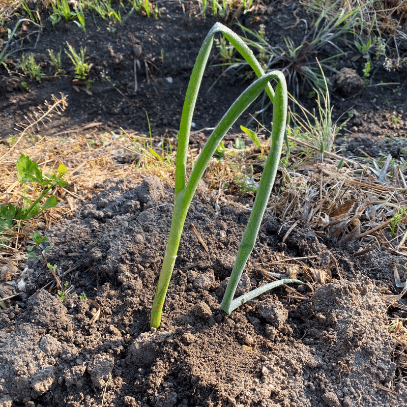 Vol 11 ネギ鞍を作る ころの庭 ー自然菜園とハーブとアロマー Note